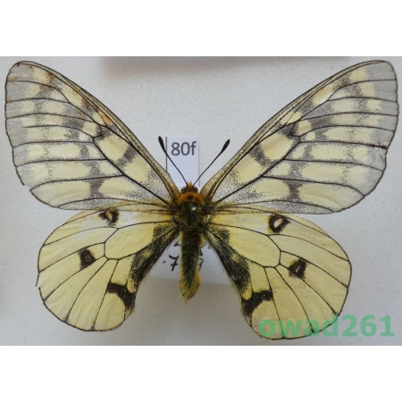 Parnassius felderi Bremer, 1861 Russia80f
